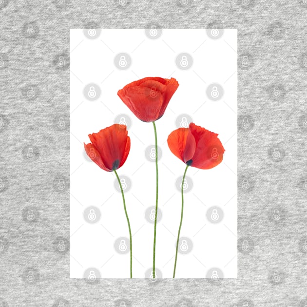 Three poppies by homydesign